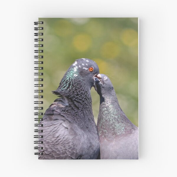 Item preview, Pigeon kiss designed and sold by GreyFeatherPhot.
