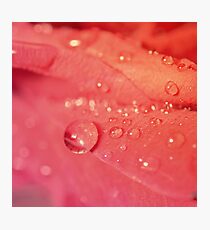 Shining Bright Like a Diamond Photographic Print