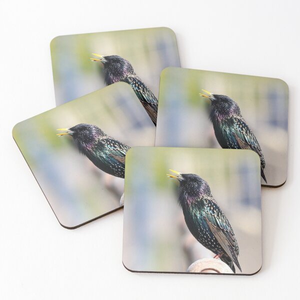 Item preview, Singing starling designed and sold by GreyFeatherPhot.