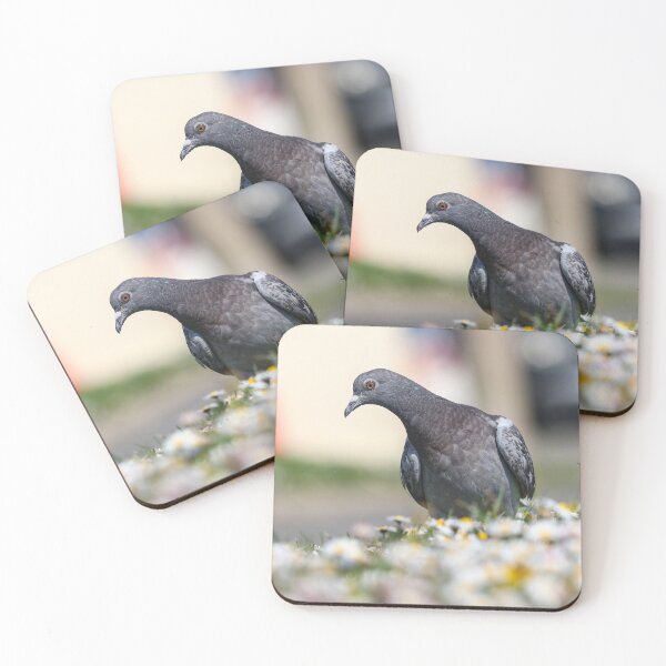 Item preview, Juvenile pigeon designed and sold by GreyFeatherPhot.
