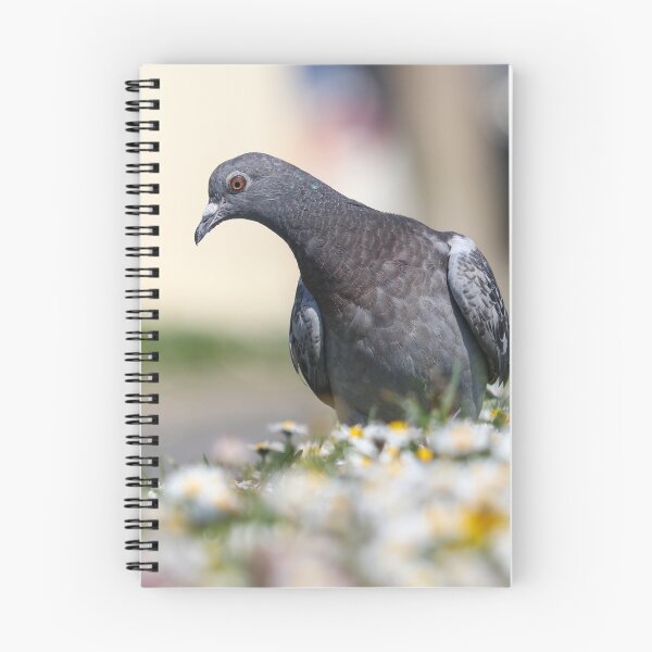 Item preview, Juvenile pigeon designed and sold by GreyFeatherPhot.