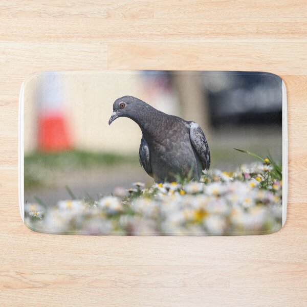 Item preview, Juvenile pigeon designed and sold by GreyFeatherPhot.
