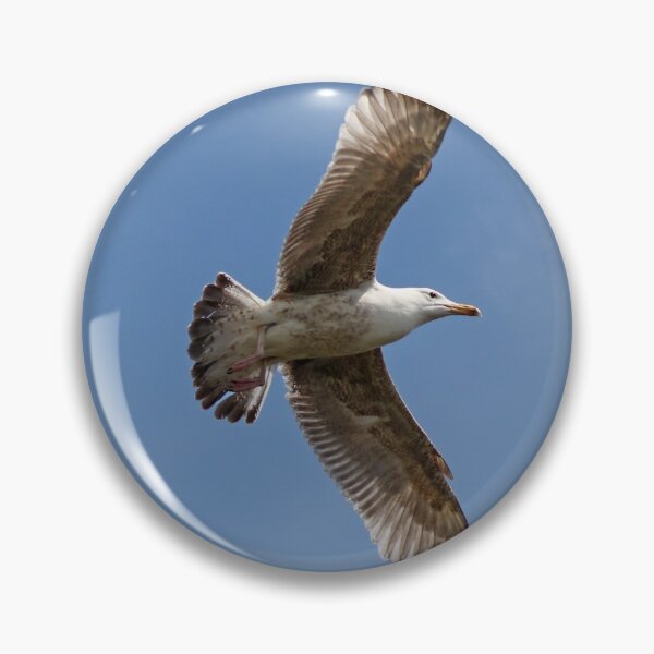 Item preview, Juvenile herring gull in flight designed and sold by GreyFeatherPhot.