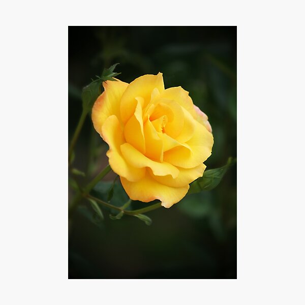 Yellow Rose Photographic Print