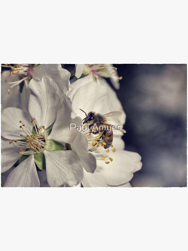 Apian Activity by AmyesPhotograph