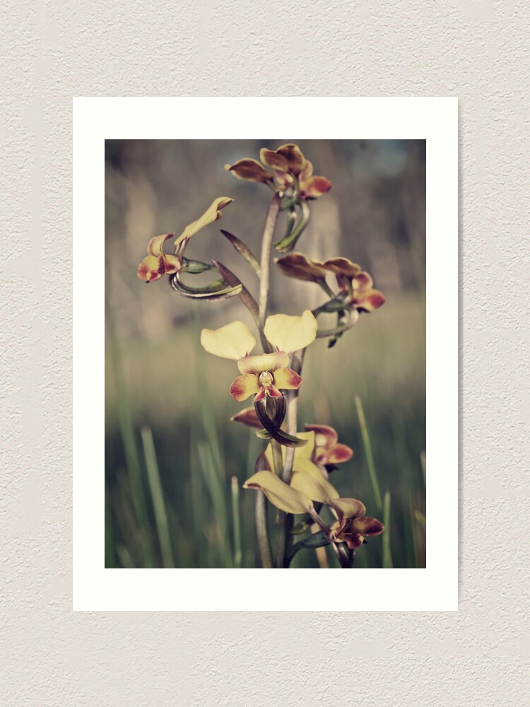 Alternate view of Rosy-cheeked Donkey Orchid Art Print