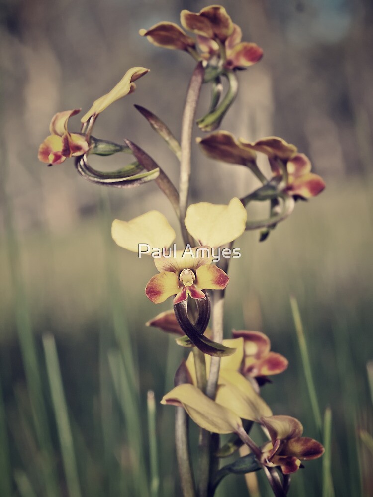 Rosy-cheeked Donkey Orchid by AmyesPhotograph