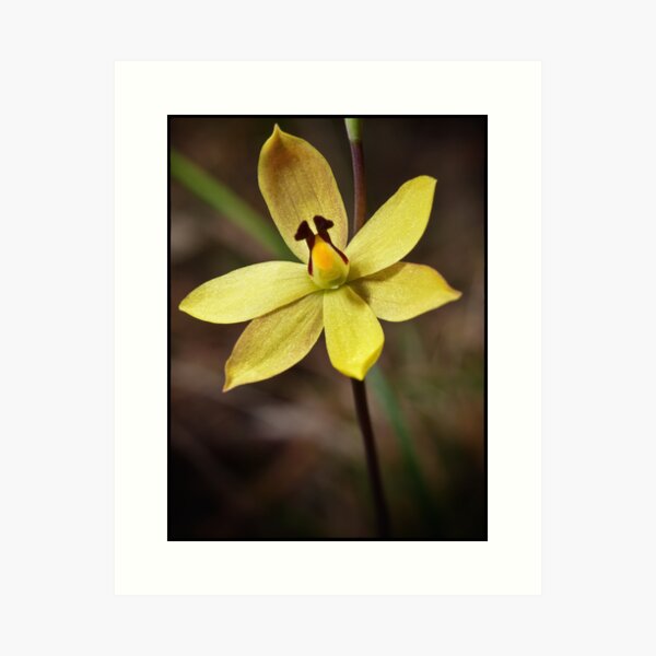 Lemon Scented Sun Orchid Art Print