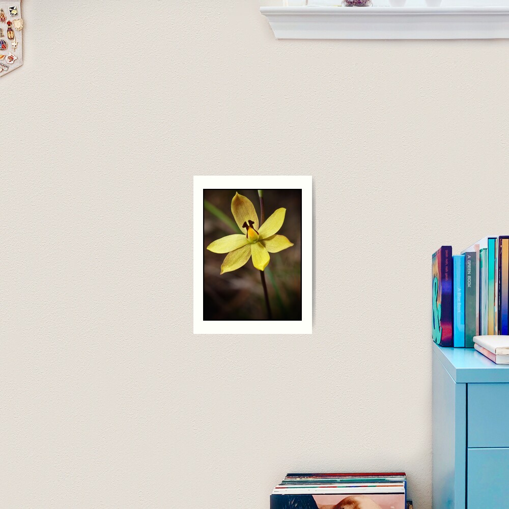 Lemon Scented Sun Orchid Art Print