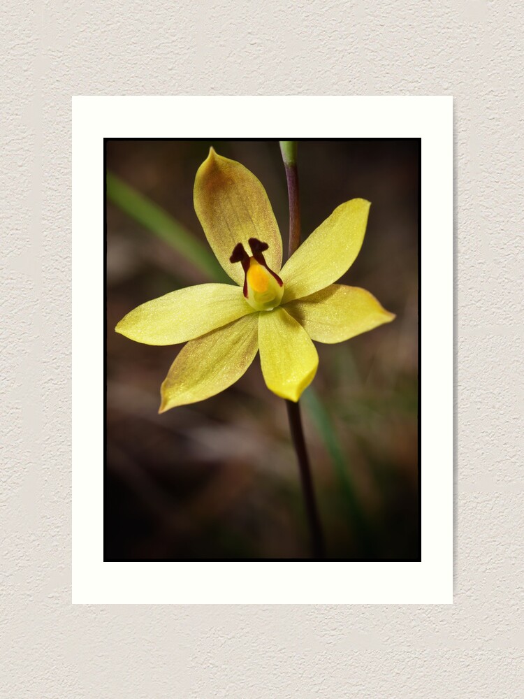 Alternate view of Lemon Scented Sun Orchid Art Print