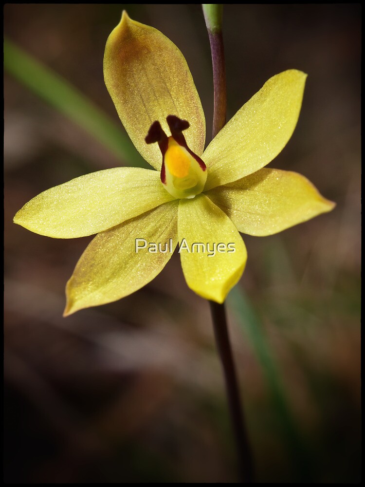 Lemon Scented Sun Orchid by AmyesPhotograph