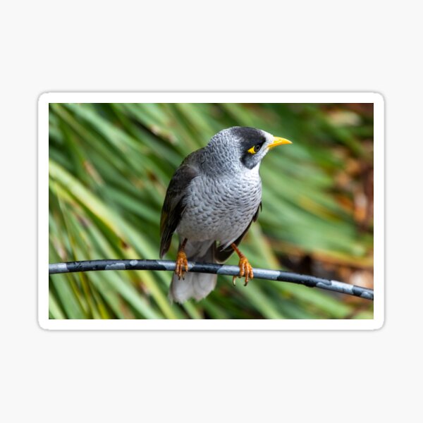 Noisy Miner Australian Bird Sticker