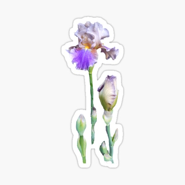 Item preview, Iris  designed and sold by OllieandQuinn.