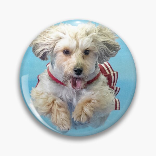 Item preview, Yorkiepoo cheerleader doing agility designed and sold by Karen Dayton.