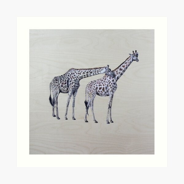 Giraffes Art Print