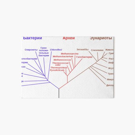 Филогенетическое древо, построенное на основании анализа рРНК, показывает разделение бактерий, архей и эукариот Art Board Print
