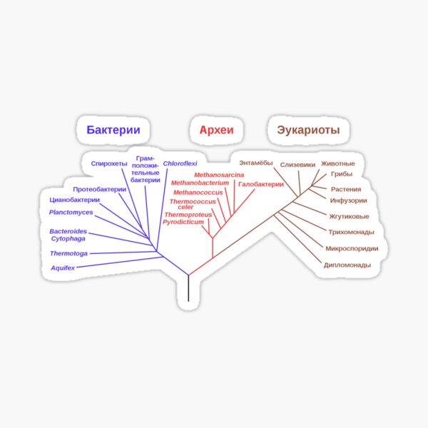 Филогенетическое древо, построенное на основании анализа рРНК, показывает разделение бактерий, архей и эукариот Sticker