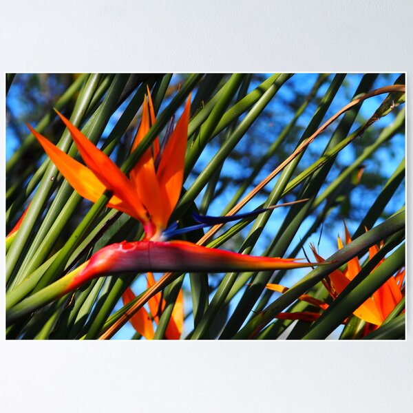 Item preview, Springtime in Melbourne Australia designed and sold by ponchkabibel.