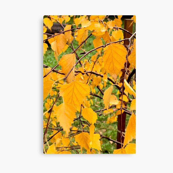Item preview, Autumn yellow. Beautiful birch. designed and sold by Susan Henry.