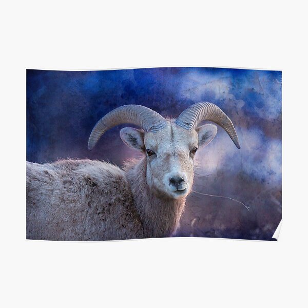 Young Big Horn Ram, in Blue Poster