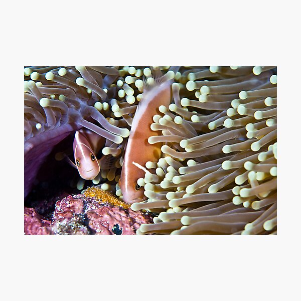 Devoted Photographic Print