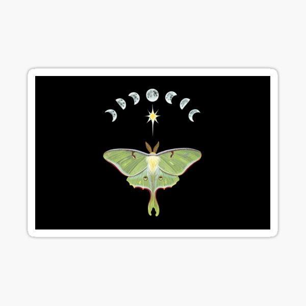 Polilla Luna y fases lunares Pegatina
