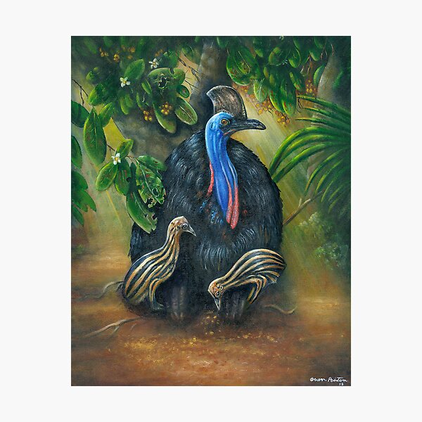Cassowary In The Morning Light Photographic Print