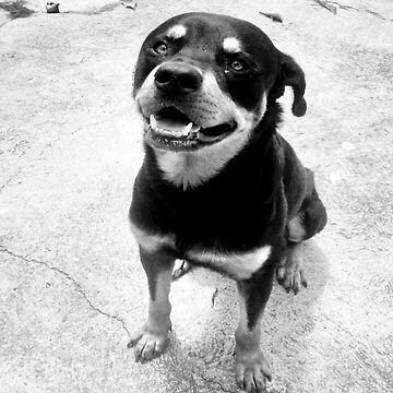 Chien Rottweiler Noir et blanc Impression photo