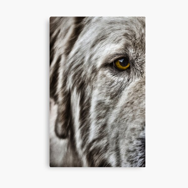Watching you Canvas Print