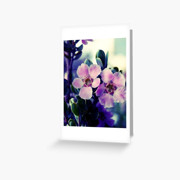 Spring Blossom, tea tree flowers Greeting Card