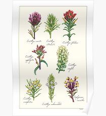 Castilleja Wildblumen Poster