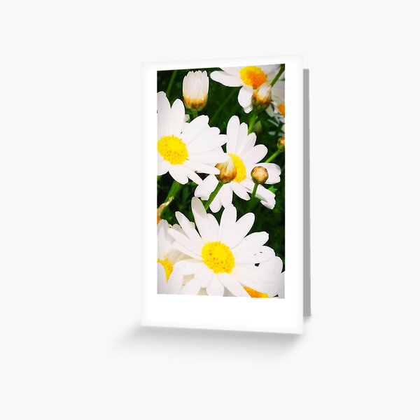 daisey daisey Greeting Card