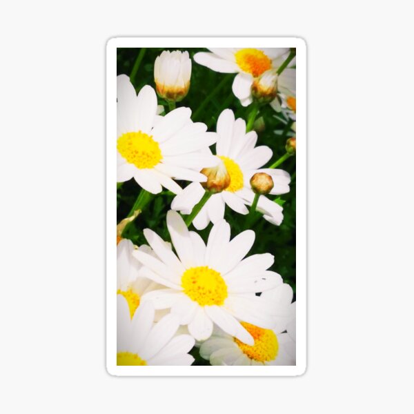 daisey daisey Sticker