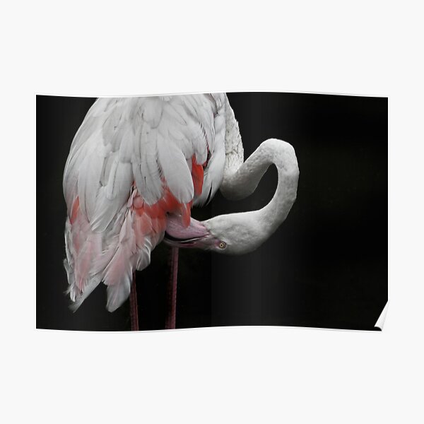 Flamingo Graphics Posters Redbubble - flamingo rock head roblox