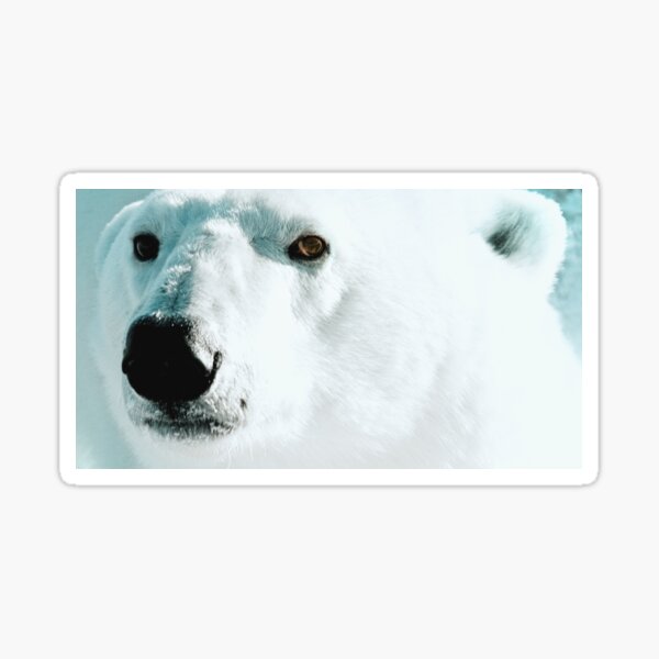Face cold facts Sticker