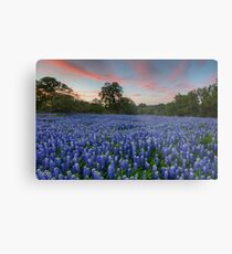 Texas Bluebonnet Images - Evening in the Texas Hill Country 1 Metal Print