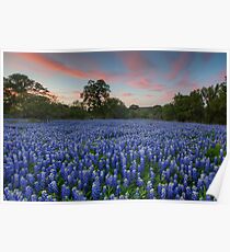 Texas Bluebonnet Images - Evening in the Texas Hill Country 1 Poster