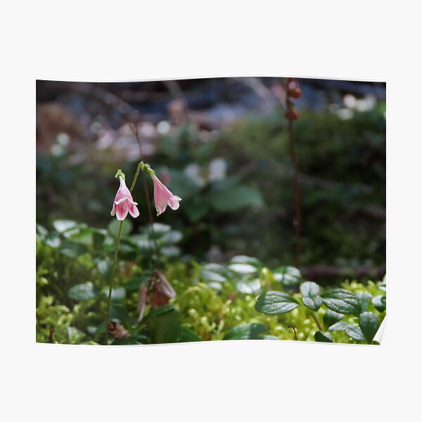 Twinflower in the Forest Poster