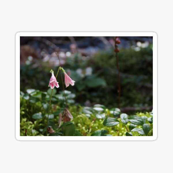 Item preview, Twinflower in the Forest designed and sold by DigitalGen.