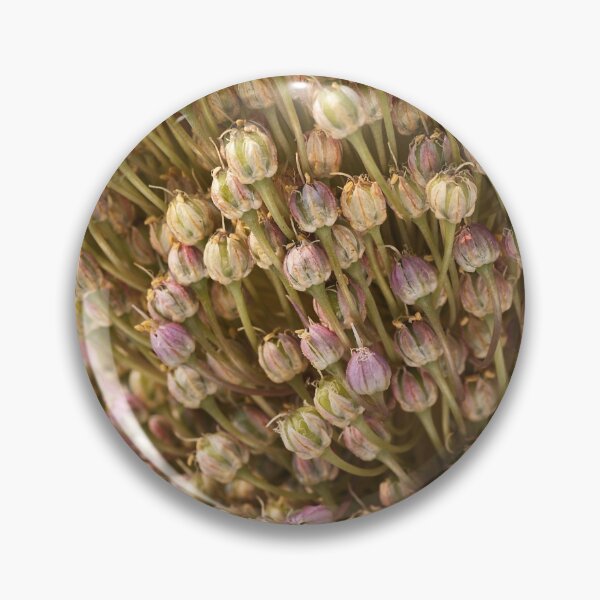 Item preview, Two Drying Garlic Flowers designed and sold by Joy Watson - Natural Light Photography .