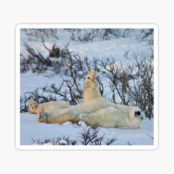 Yoga Bear plank arm up Sticker