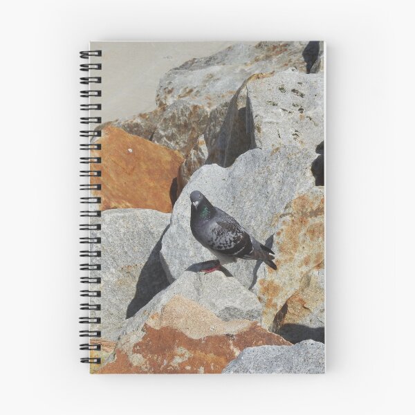 Item preview, Curious Pigeon - Coffs Harbour NSW Australia designed and sold by ABY-Creative.