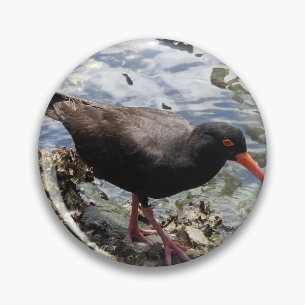 Item preview, Black Oystercatcher - Coffs Harbour NSW Australia designed and sold by ABY-Creative.