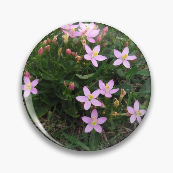 Item preview, Common Centaury designed and sold by wiggyofipswich.