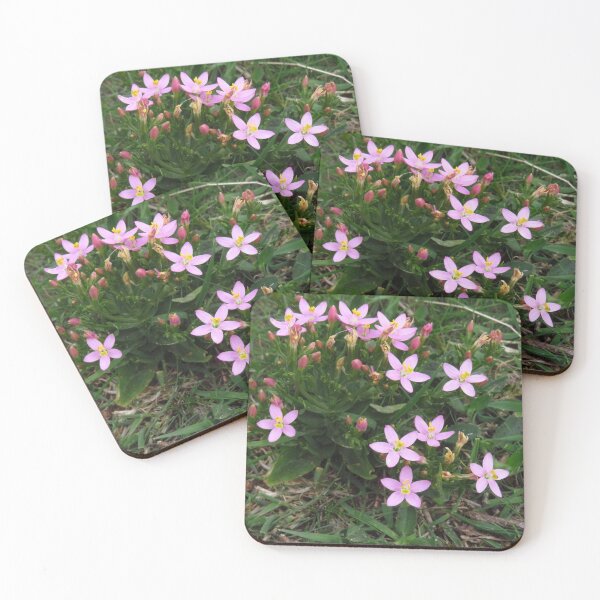 Item preview, Common Centaury designed and sold by wiggyofipswich.