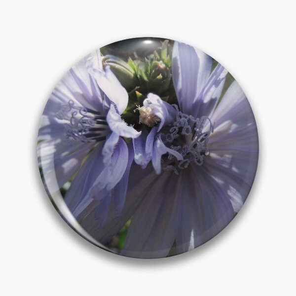 Item preview, Chicory Flowers designed and sold by Marilyn Harris.