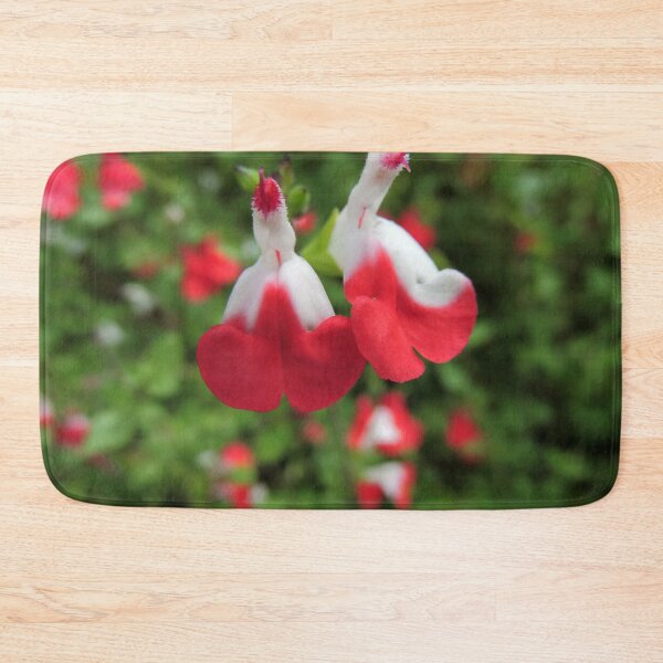Item preview, Salvia "Hot Lips" (Salvia microphylla) designed and sold by Marilyn Harris.