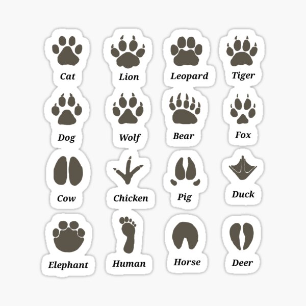 10,100+ Animal Tracks Stock Illustrations, Royalty-Free Vector Graphics &  Clip Art - iStock | Animal tracks raccoon, Animal tracks snow, Animal  tracks set