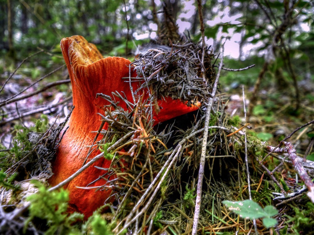 "Lobster mushroom (Hypomyces lactifluorum)" by Charles & Patricia Harkins Picture Oregon