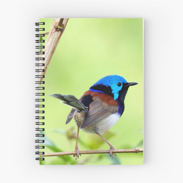 Item preview, Variegated Fairy Wren designed and sold by Lyle McNamara.